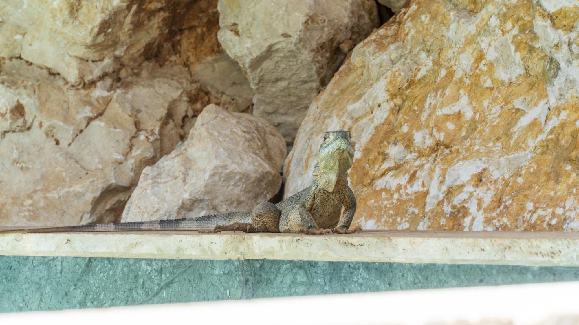 La Quebrada Eco Lodge Hotel Boutique Potrero  Εξωτερικό φωτογραφία